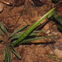 Trichopus zeylanicus Gaertn.